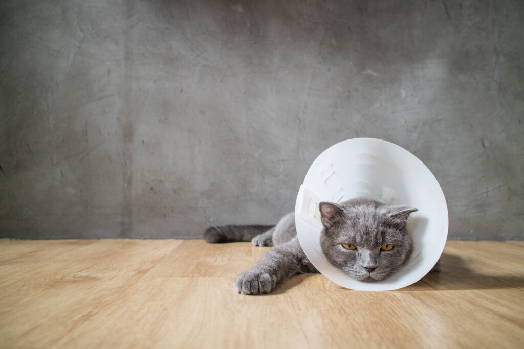 Sick,Cat,With,Funnel,Cone,Collar,Prevent,Him,Scratch,His